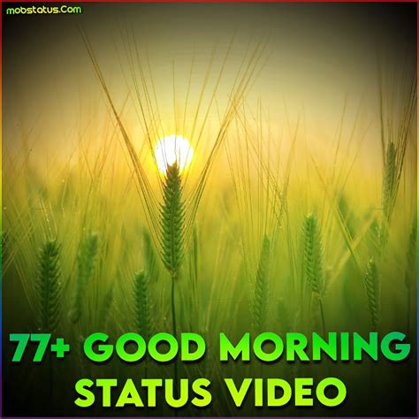 77+ Good Morning Status Video For WhatsApp, 2023 4k