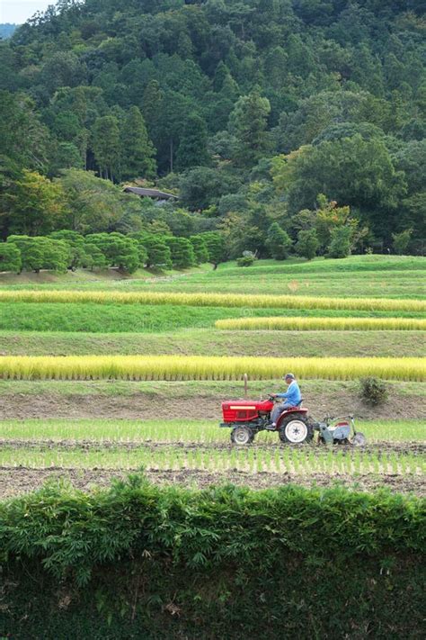 Rice Harvesting Season in Kyoto, Japan Editorial Photography - Image of season ...