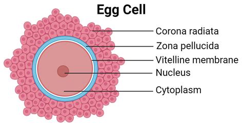 Egg Cell: Structure, Types, Functions and Oogenesis