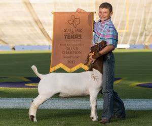 Top Steer Sets New Record at State Fair of Texas Youth Livestock Auction | State Fair of Texas