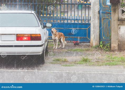 The Dog Waits for the Owner To Open the Door while the Rain Falls Stock Image - Image of heavy ...