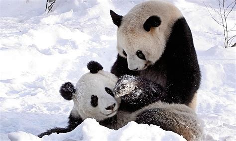 Cute Panda Bears HD Wallpapers | Desktop Wallpapers