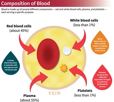 EVERYTHING ABOUT WHITE BLOOD CELLS AND WBC DONATION IN 2024. - BEST DONORS