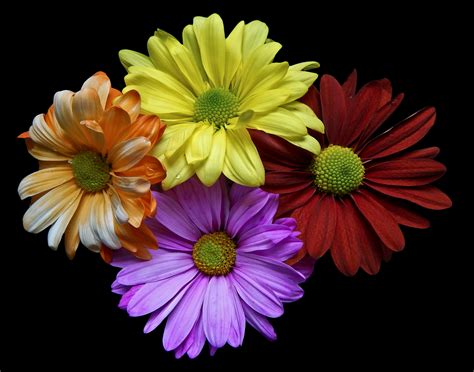 Artful Flowers – Photo Collection – Art Photo Web Studio