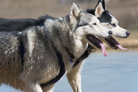 Wolf vs Husky: Oh Yes... There Are HUGE Differences!