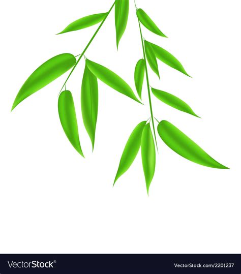 Bamboo leaves pattern with space for your text Vector Image