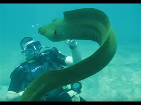 Green Moray Eel Attacks The Lens amazing video - YouTube