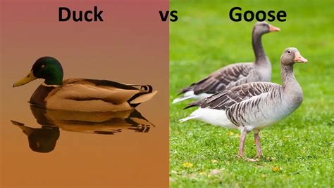 Duck and Goose: What Are The Differences – Difference Camp