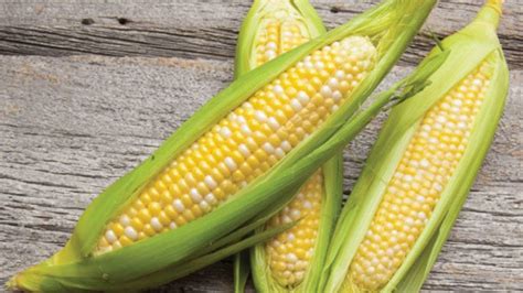 Growing and Harvesting Sweet Corn - Growing Magazine