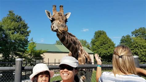 Giraffe at Safari Niagara - YouTube