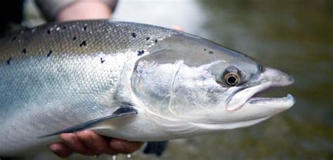 The UK Atlantic Salmon Conservation Charities – Who is Doing What? - Fish and Fly