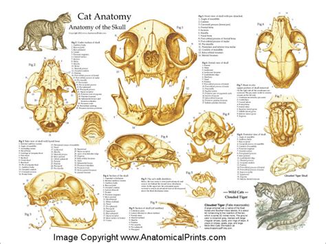 Domestic Cat Skull Anatomy Poster