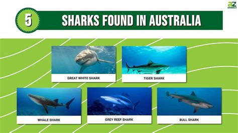 Discover 5 Sharks Found in Australia - A-Z Animals