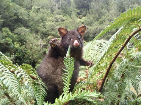 Don't stress: Positive possum is here to get you through the week ...