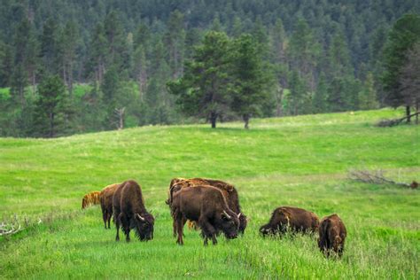 15 Best Things to Do in Custer State Park - Smart Travel Finder