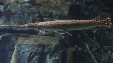 Longnose Gar | TNACIFIN | Freshwater Information Network