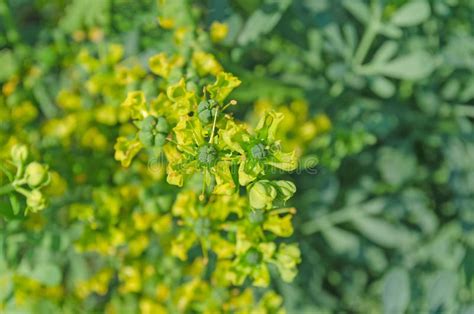 Flower of a Common Rue Plant Stock Photo - Image of blossom, bitter ...