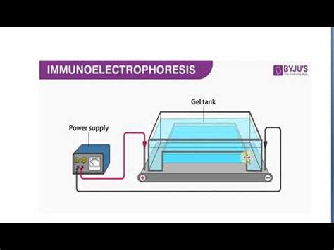 applications of electrophoresis - YouTube