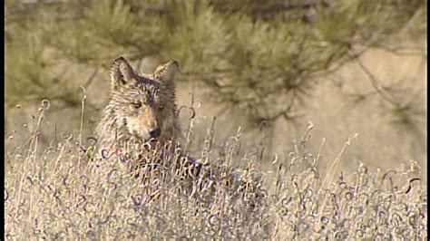 New territory for endangered Mexican gray wolf | wfaa.com