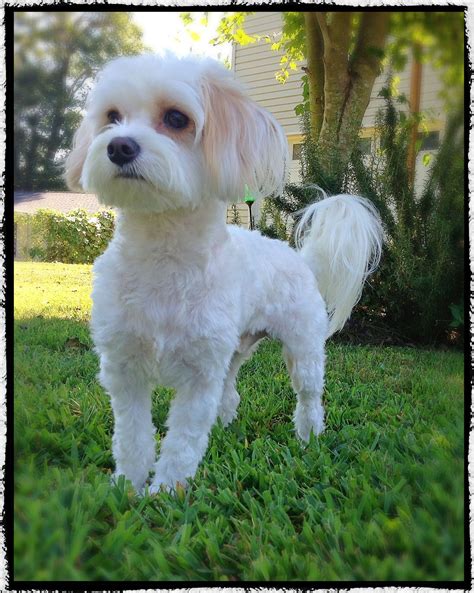 Review Of Maltese Poodle Hair Cuts Ideas. Web the maltipoo miami cut is ...