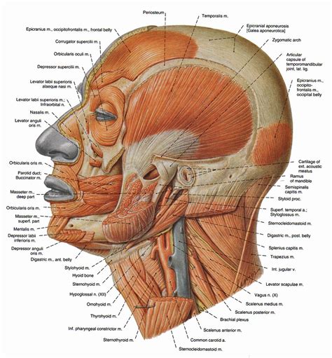 muscles | Muscles of facial expression, Human anatomy systems, Muscle ...