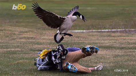 Michigan golfer attacked by goose: 'I started sprinting' | khou.com