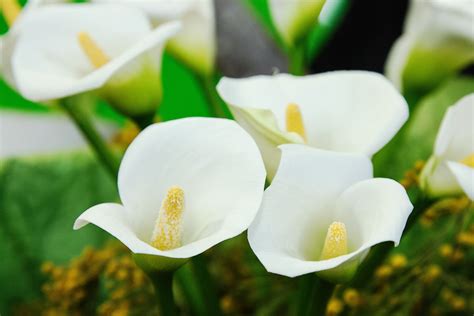 Calla Lilies Meaning: Symbolism and Significance of the Flower