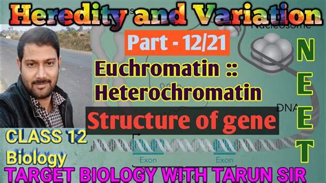 Euchromatin | heterochromatin | structure of gene | part - 12/21| target biology | - YouTube