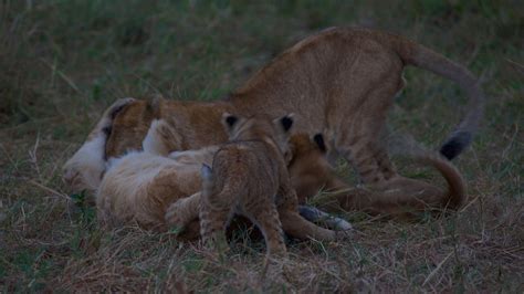 Lions Cubs Africa - Free photo on Pixabay - Pixabay