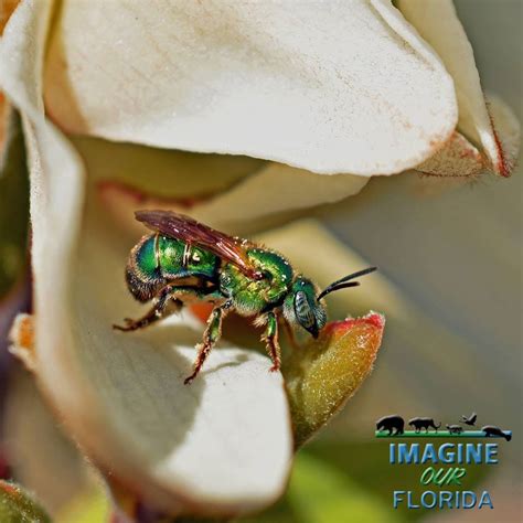 sweatbee | Imagine Our Florida, Inc