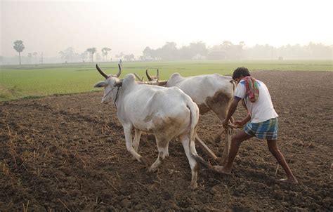 62% Farmers Willing To Quit Farming! What Is Bothering The ‘Annadatas’? | Youth Ki Awaaz