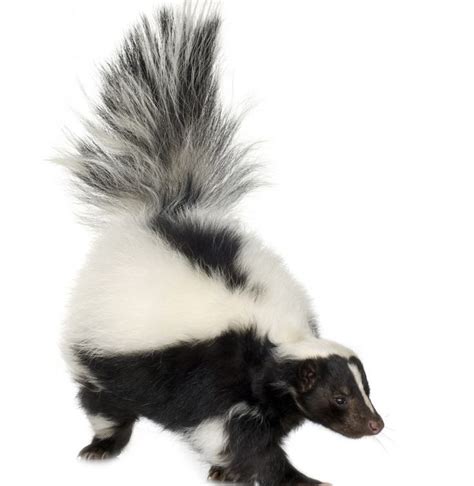 skunk, different marking on different species | Pets, Skunk, Animals