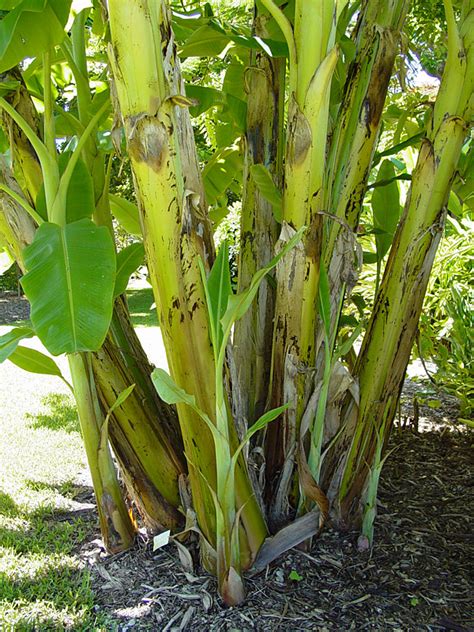 Blue Java Ice Cream Banana Tree (musa sp) – Urban Tropicals