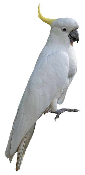 Bird Cockatoo Animal - Free photo on Pixabay - Pixabay