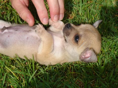 File:Chihuahua acostado.JPG - Wikipedia