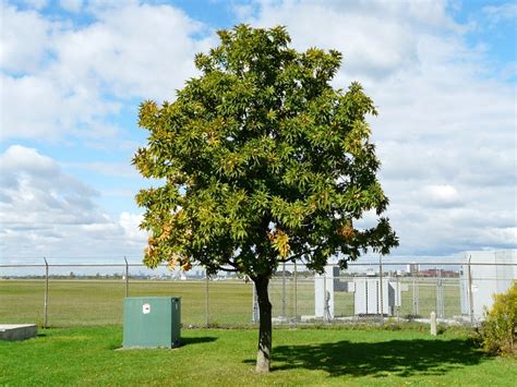 Toronto Wildlife - Horse-chestnut Family