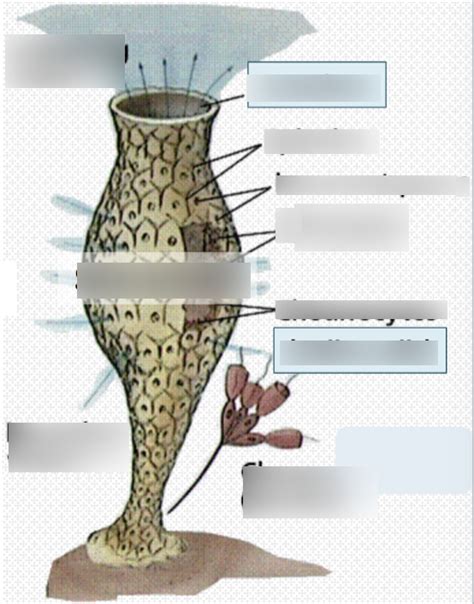 Spongocoel Diagram | Quizlet