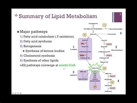 122-Summary of Lipid Metabolism - YouTube