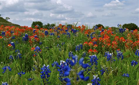 Wild flowers of the Texas Hill Country | Flower garden, Wild flowers ...