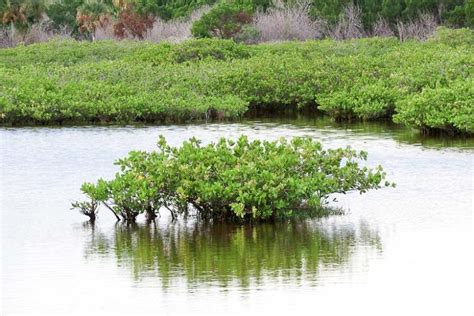 Laguncularia racemosa (White Mangrove)