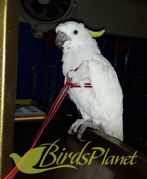 Adjustable Parrot Harness – Birds Planet