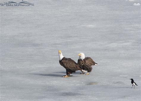 Bald Eagle pair after mating in Morgan County – On The Wing Photography