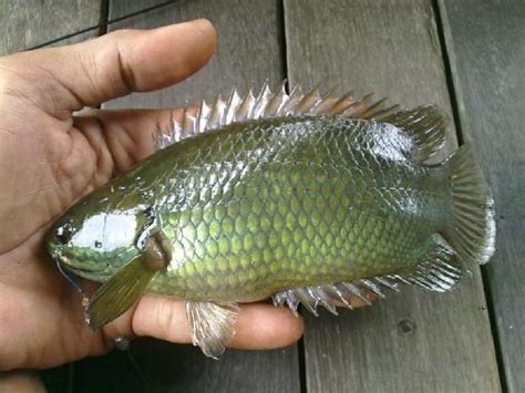 Ikan Hias Betok/Bethik (Climbing Perch Fish) dan Cara Budidayanya