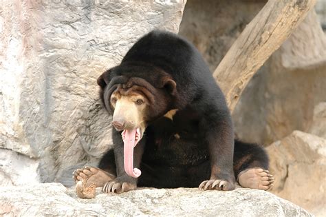 Picture Malayan bear Tongue Animals 1920x1276