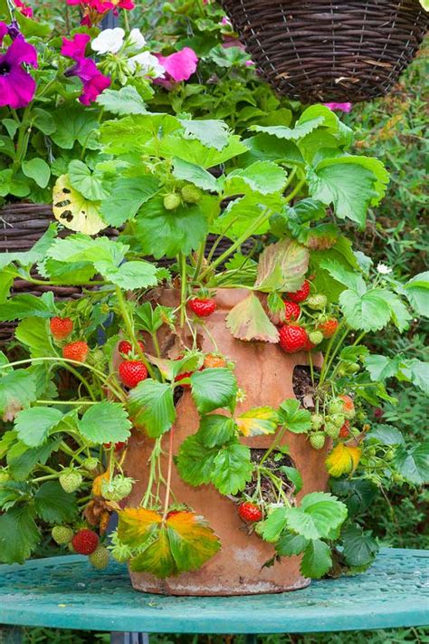 5 Strawberry Pot Planter Ideas (Flowers, Herbs, and Vines)