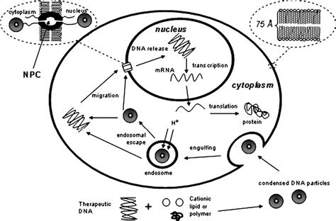 Non-viral gene therapy. | Download Scientific Diagram