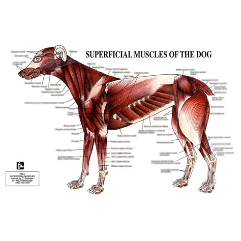 PetMassage™ Chart #5: Superficial Muscles of the Dog · PetMassage™ Training and Research Institute