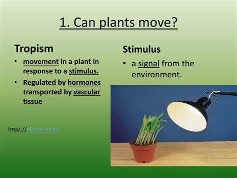 PPT - Plant Tropisms! PowerPoint Presentation, free download - ID:2173743