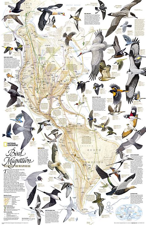 Bird Migration of the Western Hemisphere National Geographic 20x31 Wall Map Poster - NG Maps ...