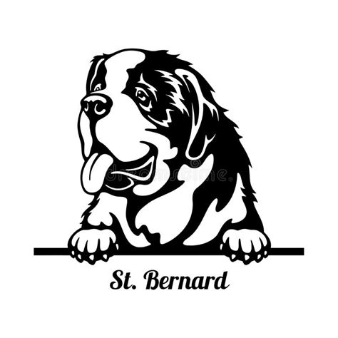 St. Bernard Peeking Dog - Head Isolated on White Stock Vector - Illustration of artwork, animal ...